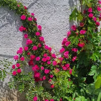 اجاره ویلا سوئیت روزانه شبانه مهمان پذیر|اجارهٔ کوتاهمدت ویلا و باغ|چهارباغ, |دیوار