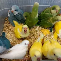 سیاره جوجه طوطی راهب سرلاکی رام دستی سخنگو|پرنده|تهران, هفت حوض|دیوار