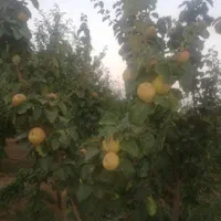 کود ورمی کمپوست کود کامل برای درختان و نهال کاری|گل و گیاه طبیعی|اصفهان, باغ فردوس|دیوار