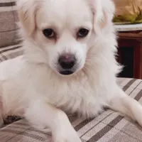 حیوون خونگیم گم شده