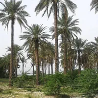 بار درخت نخل رسید|خدمات باغبانی و درختکاری|رامسر, |دیوار