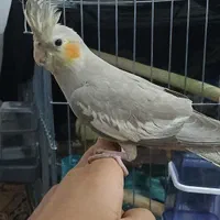 گمشده