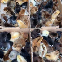 فروش جوجه رنگی محلی اردک ۳روزه|حیوانات مزرعه|همدان, |دیوار