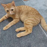 واگذاری گربه ی زیبا ماده