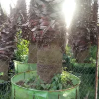 سرویس نهالستان نهال درخت گل گیاه آپارتمانی خانگی|خدمات باغبانی و درختکاری|تهران, زعفرانیه|دیوار