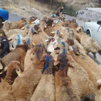 گوسفند تهران وکل کرج *زنده دام *ارسال|حیوانات مزرعه|تهران, وردآورد|دیوار