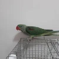 شاه طوطی جوجه|پرنده|رشت, حمیدیان|دیوار