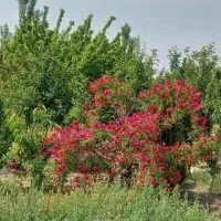 فروش زمین ۵۱۰ متری در شاهنامه پرداخت اقساطی|فروش زمین و ملک کلنگی|مشهد, حسین‌آباد|دیوار
