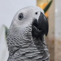 گمشده کاسکو