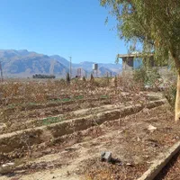 پنج هکتار پسته،زعفرون،زمین کشاورزی سنددار|فروش زمین و ملک کلنگی|شیراز, کفترک|دیوار