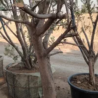درخت درختچه جعبه‌ای گلدانی باکس باکسی در با گلدان|گل و گیاه طبیعی|تهران, باغ خزانه|دیوار