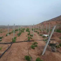 پایه فنس ، پایه انگور ، پایه سیمانی ، پایه بتنی|خدمات باغبانی و درختکاری|نیشابور, خیام|دیوار