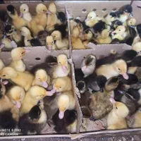 فروش جوجه خروسک رنگی ***اردک پکنی|حیوانات مزرعه|ایرانشهر, |دیوار