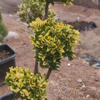 فروش اقساطی گل و گیاه|گل و گیاه طبیعی|کرمان, |دیوار