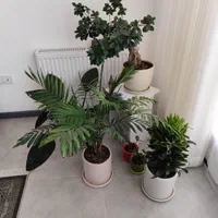 فروش گل بن سای زاموفیلیا برگ انجیری کامپکت و...