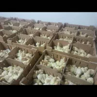 پخش جوجه بوقلمون گوشتی بیوتی۶سنگین وزن تولید گیلان|حیوانات مزرعه|رشت, انصاری|دیوار
