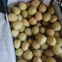 تامین و ارسال میوه و تره بار از میدان مرکزی|خوردنی و آشامیدنی|تهران, شهرک شریعتی|دیوار