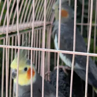 عروس هلندی (خانواده کامل)|پرنده|رویان, |دیوار