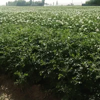 بذر سیب زمینی|خدمات باغبانی و درختکاری|شیراز, محراب|دیوار