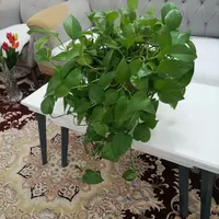 گل پتوس|گل و گیاه طبیعی|گلبهار, |دیوار