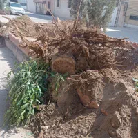 بیل بکهو .تراکتور بیل دار|خدمات پیشه و مهارت|سیرجان, |دیوار