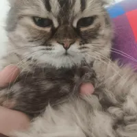 گربه سیاه دو رنگ پرشین
