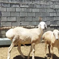 بره قوچی اصل جنس