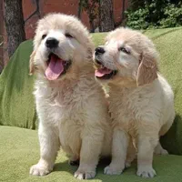 ۴نژاد پر طرفدار د گارد کنکورسو ژرمن گلدن رتوایلر|سگ|تهران, آجودانیه|دیوار