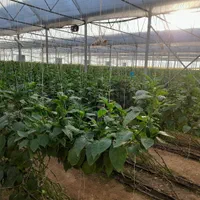 فروش گلخانه  ۳۰۰۰ متری|فروش دفتر صنعتی، کشاورزی، تجاری|شهرکرد, |دیوار