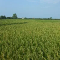 فروش زمین برنجی ۱۴ هزارمتری