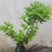 یاس هلندی نایلکسی چهار ساله|گل و گیاه طبیعی|رشت, سلیمانداراب|دیوار