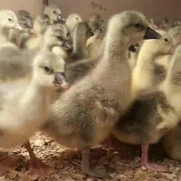 جوجه غازدورگه۵روزه|حیوانات مزرعه|اردبیل, |دیوار