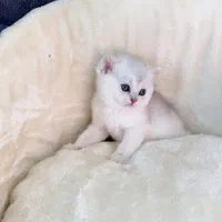 گربه اسکاتیش بریتیش پرشین ملوس و آپارتمانی|گربه|آبادان, |دیوار