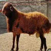 گوسفندگوساله زنده شهرداری تحت نظارت دامپزشکی