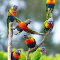 خرید و فروش طاووس و پرندگان زینتی|پرنده|اصفهان, رهنان|دیوار