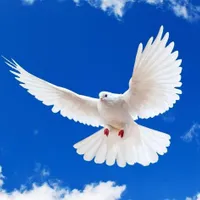 کبوتر پیدا شده در محدوده خیابان صغیر