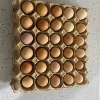 تخم نطفه دار مرغ گلپایگان