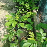 فروش نهال گردو چندلر|خدمات باغبانی و درختکاری|ساری, |دیوار