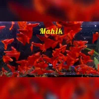 ماهی گوپی نایاب|ماهی|ری, ظهیرآباد|دیوار
