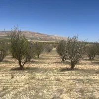 فروش زمین ۱۰۰۰ متری در کودیان|فروش زمین و ملک کلنگی|شیراز, کودیان|دیوار