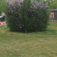 اجاره روزانه/هفتگی/ماهانه آپارتمان ۱۰۰ متری|اجارهٔ کوتاه‌مدت آپارتمان و سوئیت|شهرکرد, |دیوار