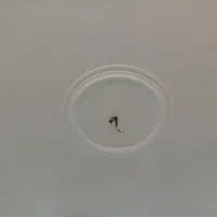 گچکاری (مالِمیر)سراسر اهواز سفیدکاری گچکار سفیدکار|خدمات پیشه و مهارت|اهواز, کوی ملی راه|دیوار