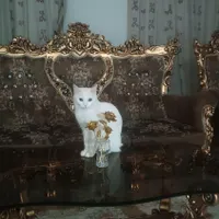 واگذاری گربه ملوس و بازیگوش