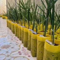 پاجوش نهال مجول خرما|خدمات باغبانی و درختکاری|بهبهان, |دیوار