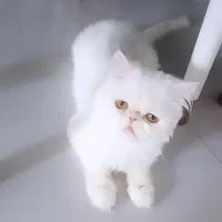 مادر و توله ماده پرشین فلت