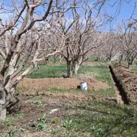 فروش زمین اقساط تا ۱۰ ماه یا معاضه ملک و خودرو|فروش زمین و ملک کلنگی|تهران, حکیمیه|دیوار