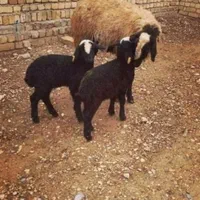 میش ابستن گوسفند دوقلو deroee بره نر ماده ژن قوچ|حیوانات مزرعه|اردکان, |دیوار