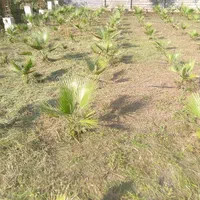 علفزنی چمن زنی و تمشک زنی|خدمات باغبانی و درختکاری|آستانه اشرفیه, |دیوار