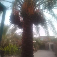 سنجاق زدن کارتن خرما