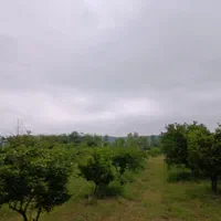 فروش زمین ۲۰۰ متری مناسب ساخت کلبه (سوادکوه)|فروش زمین و ملک کلنگی|شیرگاه, |دیوار